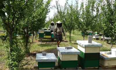 Mii de stupi din România au rămas fără albine din cauza pesticidelor folosite de agricultori, unele interzise în UE. Reacția Ministerului Agriculturii