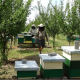Mii de stupi din România au rămas fără albine din cauza pesticidelor folosite de agricultori, unele interzise în UE. Reacția Ministerului Agriculturii