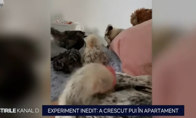 a crescut pui de găină la etajul 9 al complexului rezidențial în care locuiește
