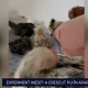 a crescut pui de găină la etajul 9 al complexului rezidențial în care locuiește