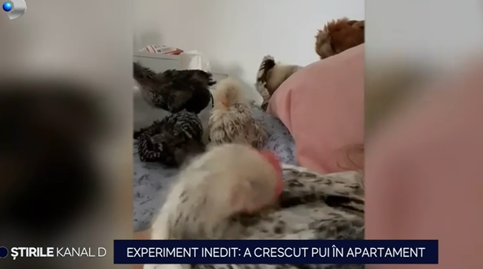 a crescut pui de găină la etajul 9 al complexului rezidențial în care locuiește