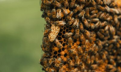 Apilarnilul și vitalitatea masculină: ingredientul apicol care îți poate susține energia și tonusul