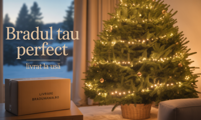 Brad Natural în Ghiveci 2025: Tradiția Vie Care Transformă Crăciunul în Amintire (și Apoi în Pădure)