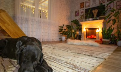 Cum să menții igiena corectă în locuință pe tot parcursul anului