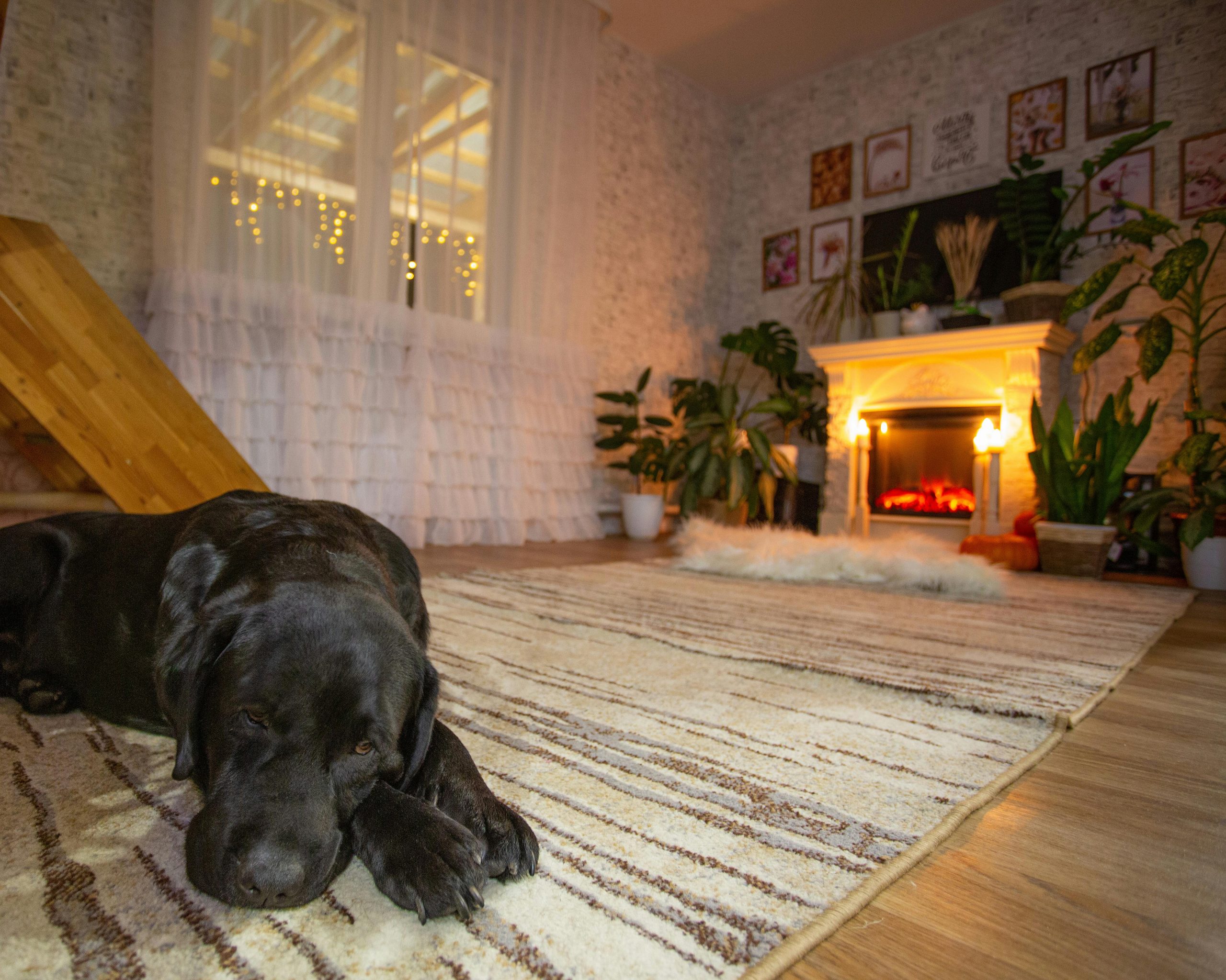 Cum să menții igiena corectă în locuință pe tot parcursul anului