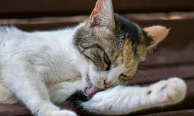 Ce contează cel mai mult în alegerea alimentației pentru animale