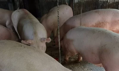 „Marfă de casă. Primim avans pentru masa de Crăciun”. Țăranii se plâng că vând porcul „de țară” pe pierdere