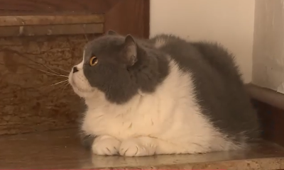 Motanul pierdut în urmă cu 11 ani a revenit acasă înainte de Crăciun. Povestea lui Felix