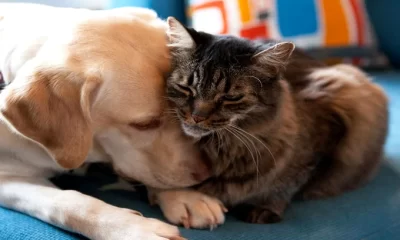 Sărbători în siguranță pentru animalele de companie. Ce NU trebuie să le dai să mănânce