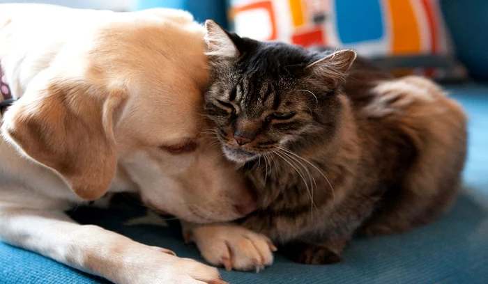 Sărbători în siguranță pentru animalele de companie. Ce NU trebuie să le dai să mănânce