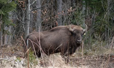 Teroare într-o comună din România: zimbrii scăpați de sub control distrug gospodării. Localnic: „Animalele sunt protejate, oamenii nu”
