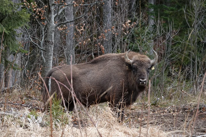 Teroare într-o comună din România: zimbrii scăpați de sub control distrug gospodării. Localnic: „Animalele sunt protejate, oamenii nu”