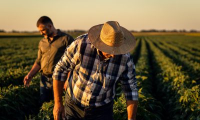 Vești bune pentru fermieri, în prag de Crăciun. Anunțul a fost făcut: „Nu vor fi impozitate”