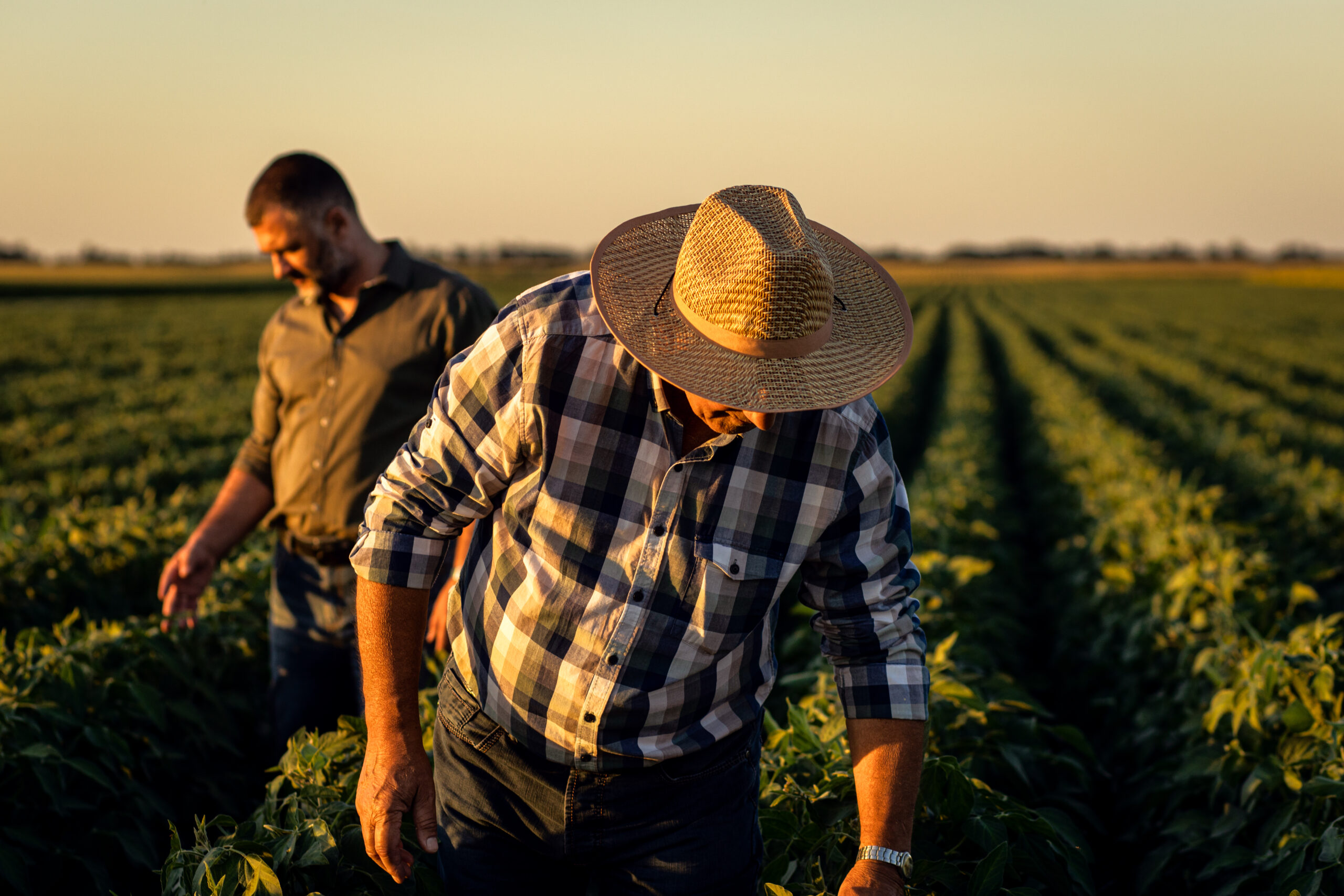 Vești bune pentru fermieri, în prag de Crăciun. Anunțul a fost făcut: „Nu vor fi impozitate”