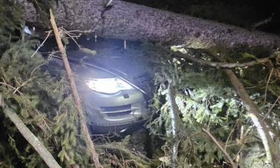 un copac a căzut peste o mașină cu trei persoane