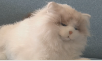 Chinezii fac jucării cu inteligență artificială. Ce știe să facă o pisică AI