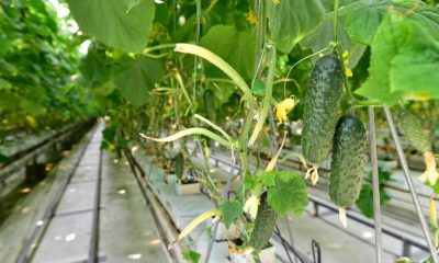 De ce sunt castraveții amari. Cele mai frecvente cauze și cum poți preveni asta