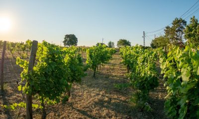Clos des Colombes – un loc unde vinul se construiește cu răbdare, nu cu grabă