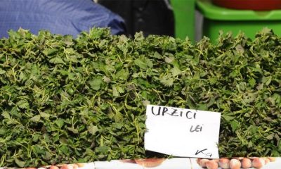 Buruiana de sezon care costă mai mult decât un coltlet în primăvara timpurie. Cum îți dai seama dacă planta este încă vie