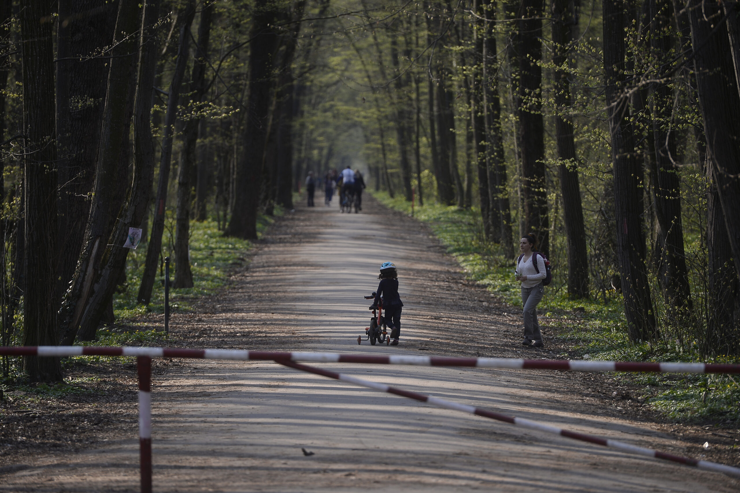 Corpul de Control al Ministerului Mediului vrea sesizarea justiției după verificările privind drumul forestier Băneasa. Care sunt motivele