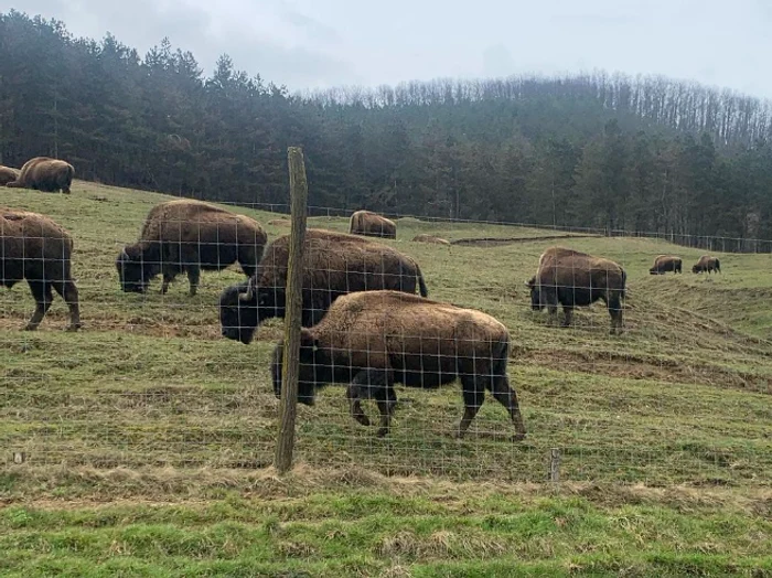 Focar de infecție la ferma de bizoni din Recea-Cristur: zeci de animale moarte, în stare de putrefacție.