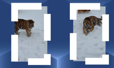 Imagini virale cu un tigru siberian, filmat într-o gospodărie din Dâmbovița. Poliția s-a sesizat și a deschis un dosar penal