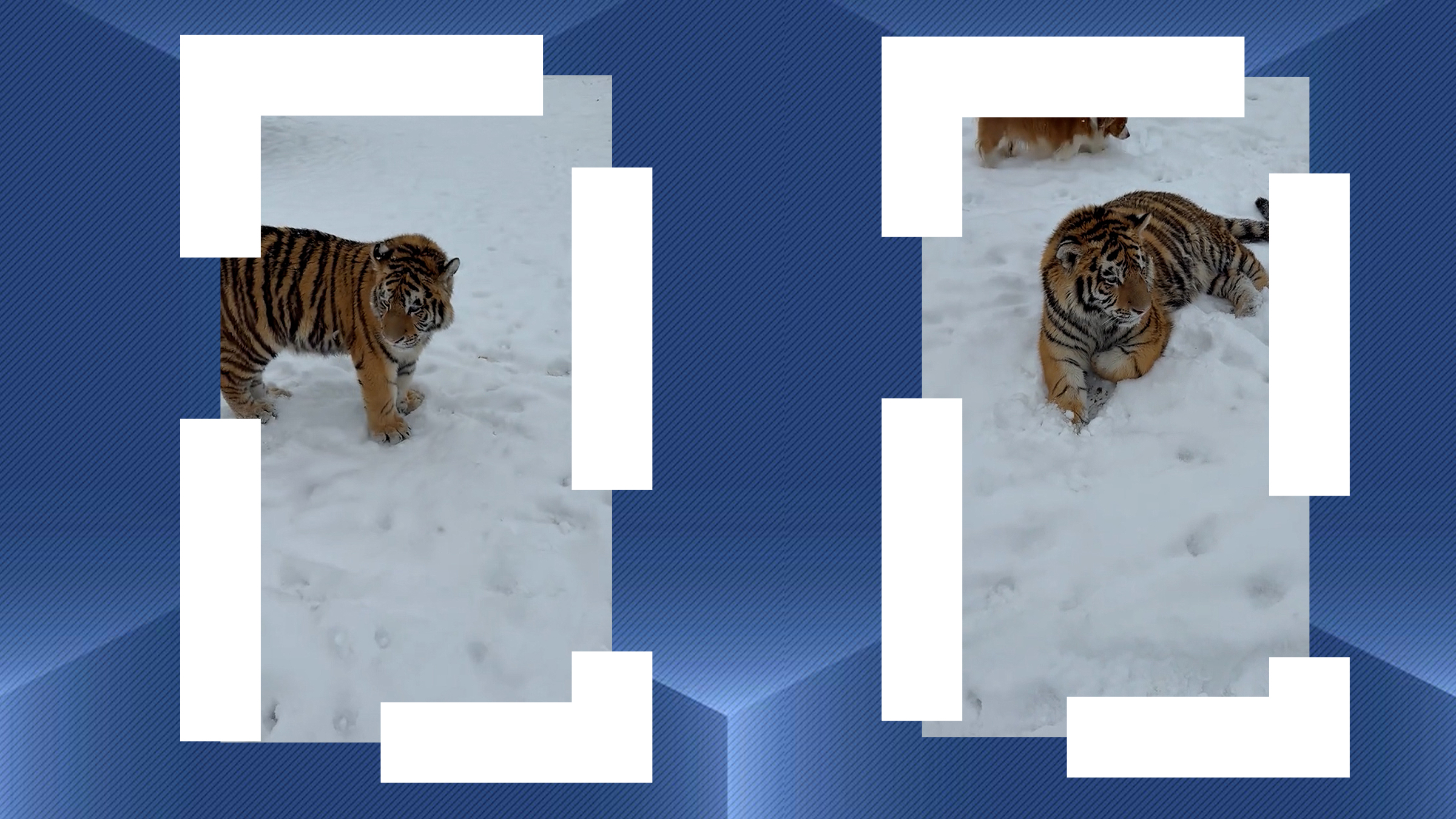 Imagini virale cu un tigru siberian, filmat într-o gospodărie din Dâmbovița. Poliția s-a sesizat și a deschis un dosar penal