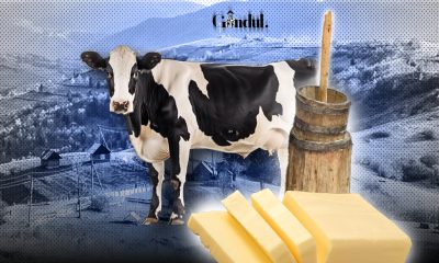 Laptele vacilor carpatine nu este suficient de gras