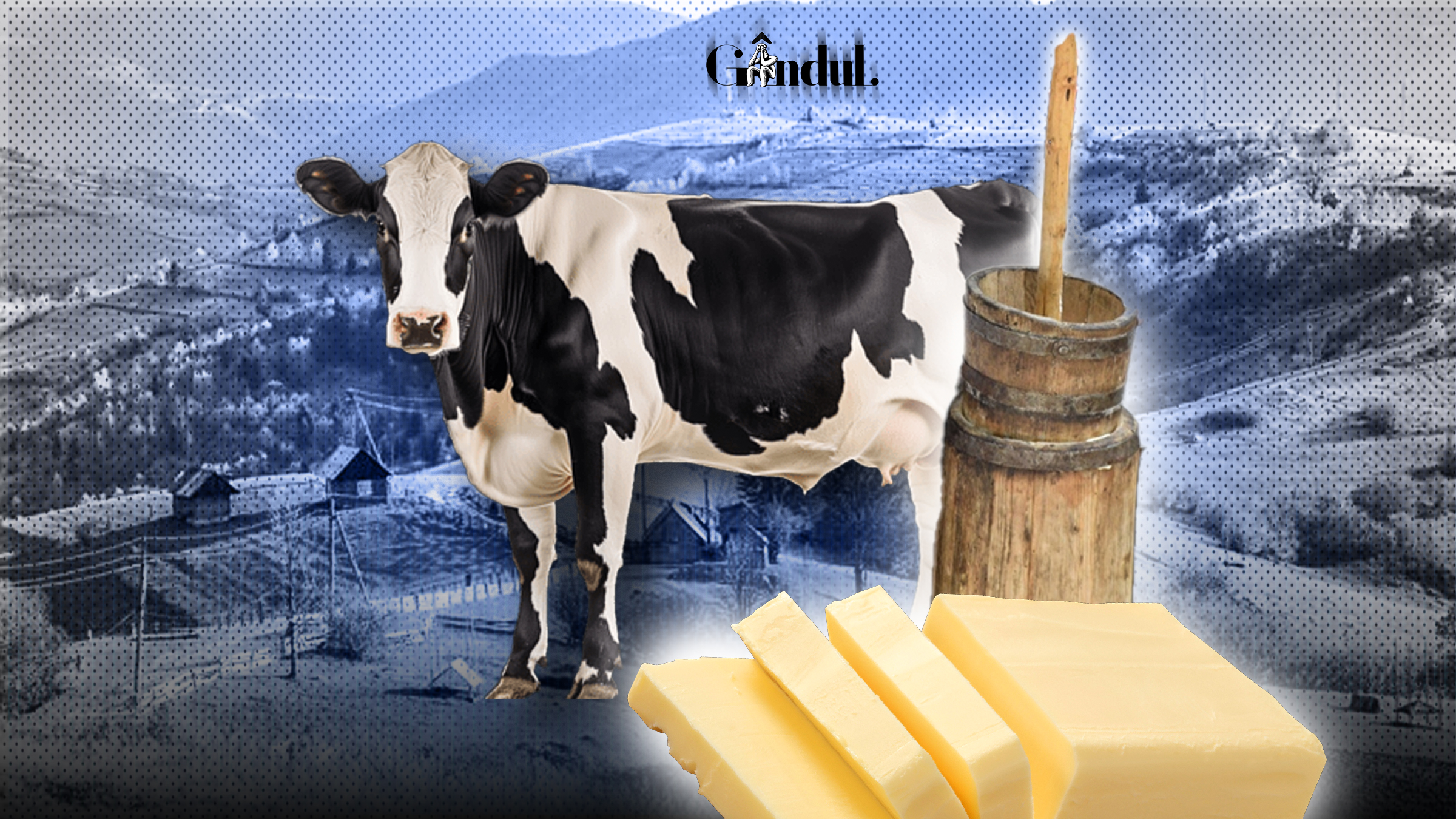 Laptele vacilor carpatine nu este suficient de gras