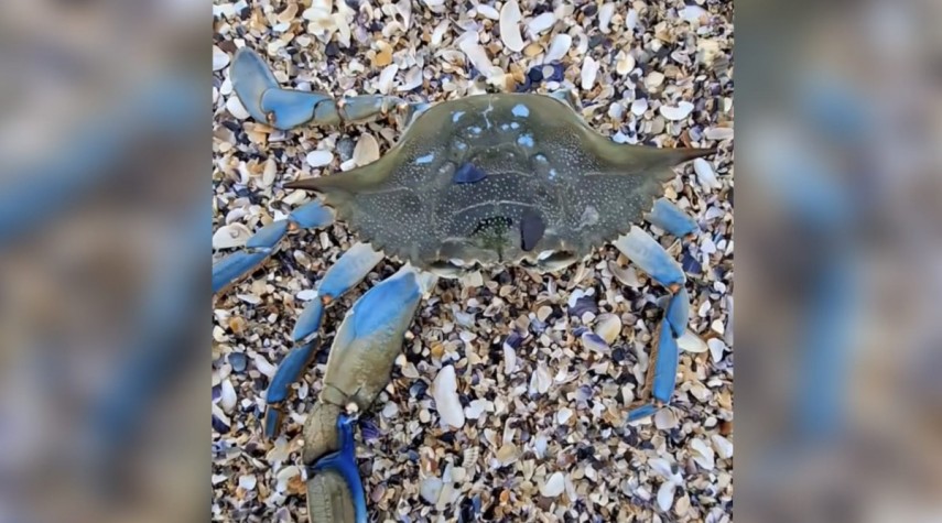 O nouă specie invazivă, descoperită pe o plajă din Constanța. Crabul albastru, originar de pe coasta de Vest a Atlanticului. Ce probleme aduce