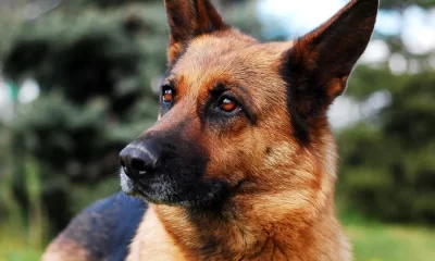 Poliția de Frontieră Giurgiu dă spre adopție un câine de serviciu retras din activitate. Ciobănescul german are 2 ani