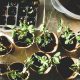 ALDEMO – Lider în Soluții Naturale pentru Agricultură și Îmbunătățirea Solului