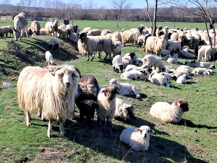 Crescătorii de oi, tentați să vândă mieii de Paște pentru export. „E o decizie grea. Românii mai vor și nu prea”