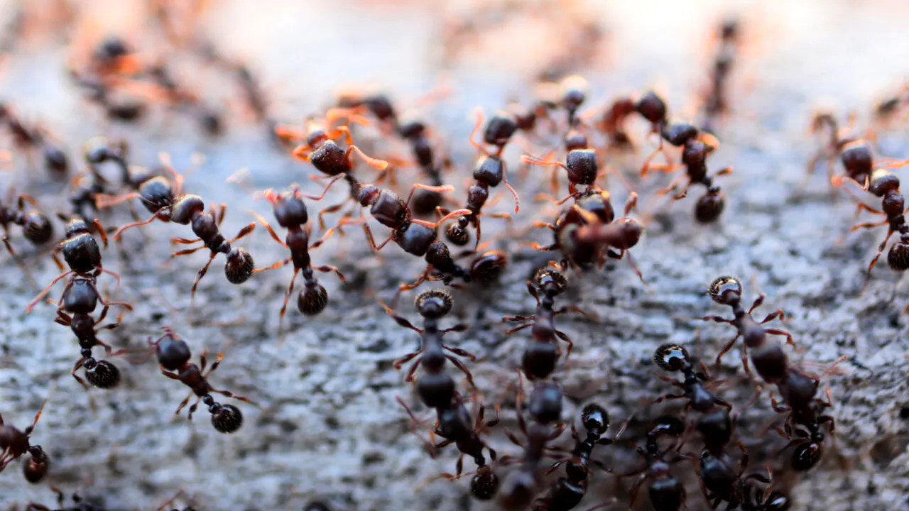 Un chinez a fost arestat pentru că a încercat să scoată din Kenya mii de furnici dintr-o specie rară. Unde le ascunsese bărbatul