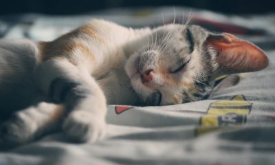 Cum alegi o saltea care susține corect coloana și reduce disconfortul muscular
