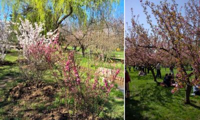 Grădiniță japoneză în Herăstrău. Când vor exploda cireșii în București