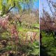Grădiniță japoneză în Herăstrău. Când vor exploda cireșii în București