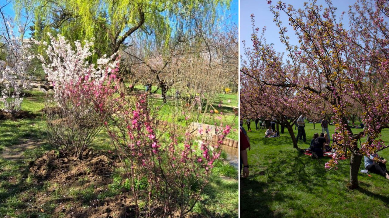 Grădiniță japoneză în Herăstrău. Când vor exploda cireșii în București