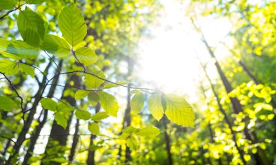 S.C. MASTERANGE ROMANIA S.R.L anunță publicul asupra depunerii solicitării de obținere a avizului de mediu și declanșarea etapei de încadrare