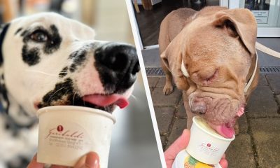 Un român face îngheţată pentru căţeii nemţilor