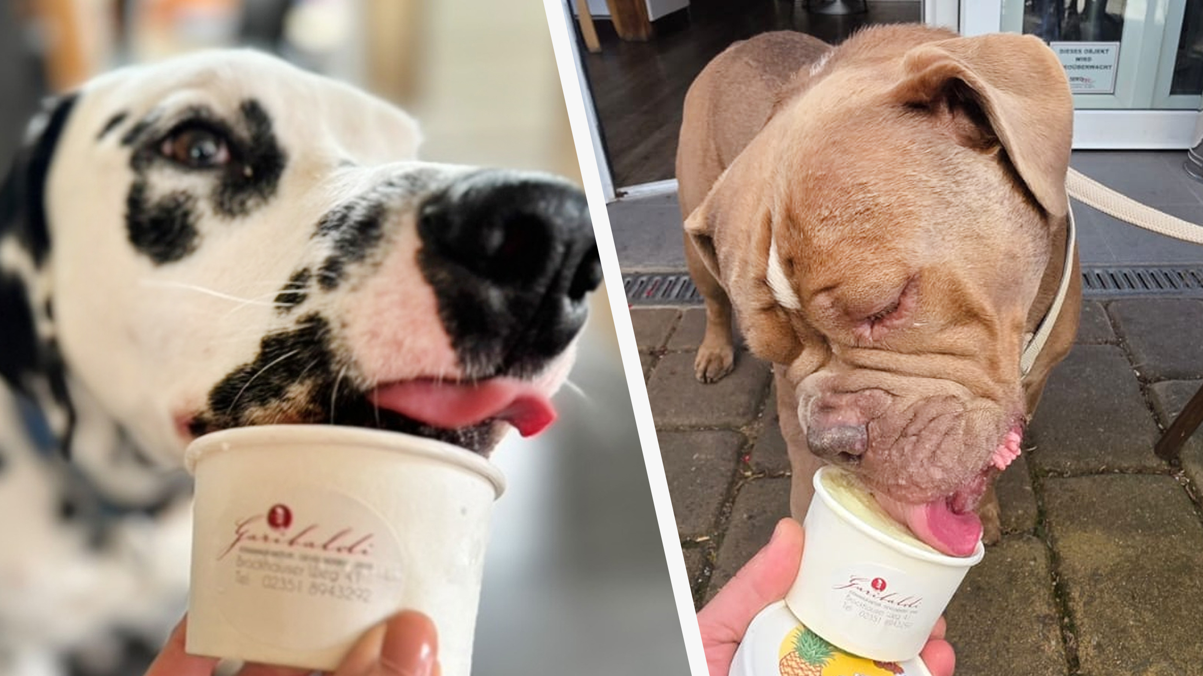 Un român face îngheţată pentru căţeii nemţilor