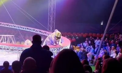 Un tigru a sărit în mijlocul spectatorilor la un circ din Rusia. „Copiii țipau, adulții fugeau panicați”