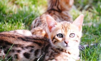 Cele mai premiate feline din România pot fi admirate weekendul acesta la Mall Drumul Taberelor