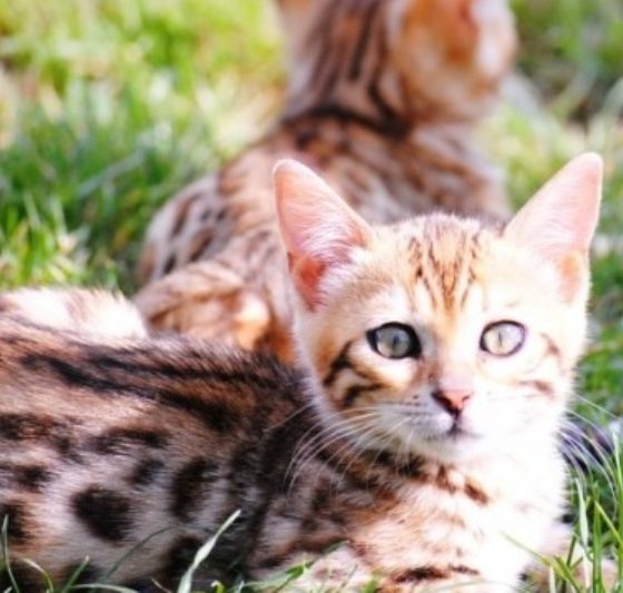 Cele mai premiate feline din România pot fi admirate weekendul acesta la Mall Drumul Taberelor