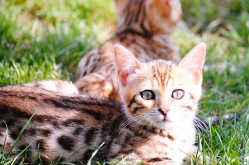 Cele mai premiate feline din România pot fi admirate weekendul acesta la Mall Drumul Taberelor