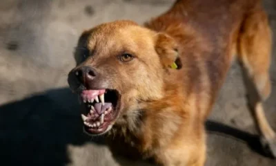 Scandal în Poliția Olt: un bărbat mușcat de câine în curtea unei secții, pus să curețe sângele cu mopul