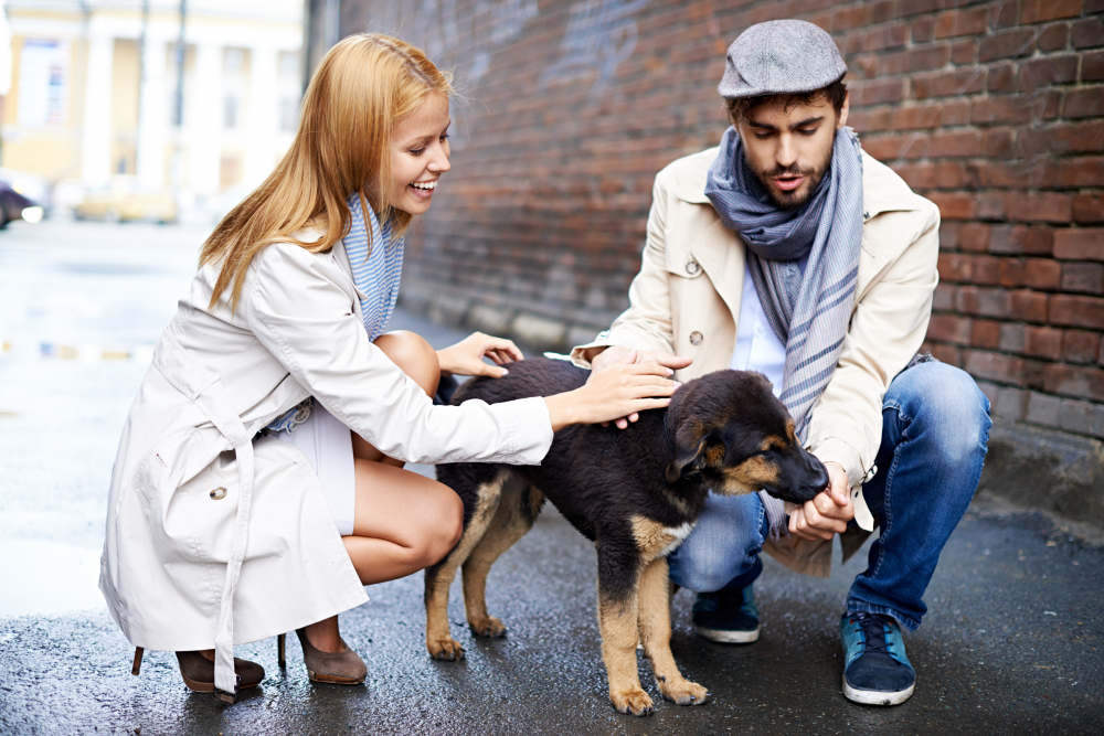 Cum lucrează un pet sitter din București cu câini neobișnuiți cu lesa sau plimbările?