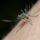 Dezinsectie tantari: soluții Pest Guard pentru spații exterioare și interioare