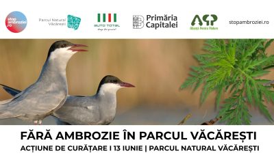 Ambrozia trebuie smulsă acum: apel la voluntari pentru acțiune de curățare în Parcul Natural Văcărești
