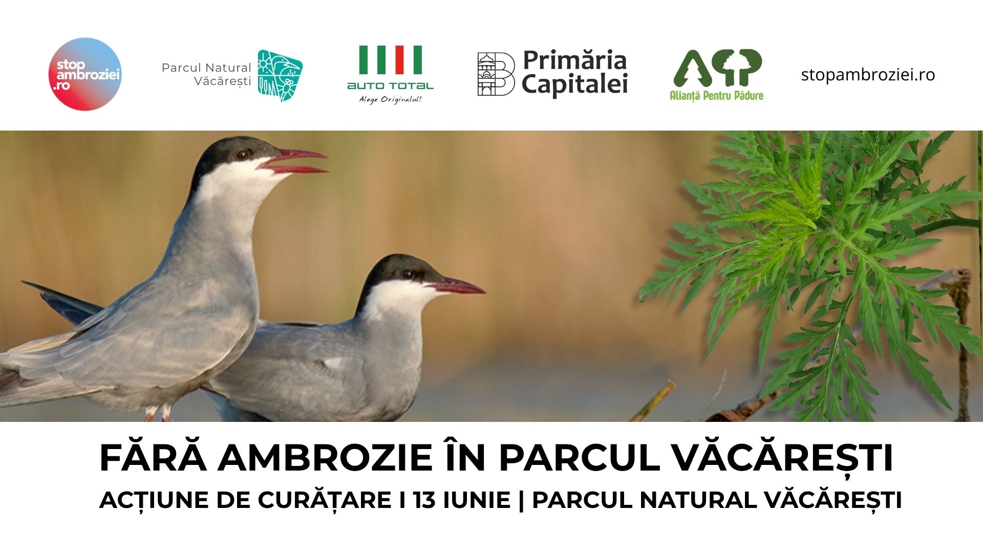 Ambrozia trebuie smulsă acum: apel la voluntari pentru acțiune de curățare în Parcul Natural Văcărești